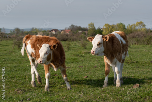 Two calves stands in field and looking left, domestic animals with orange and white hair in pasture during sunny day