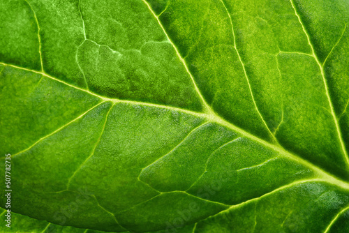 macro background of fresh spinach leaf