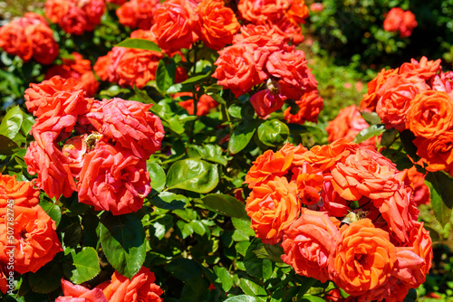 red and yellow roses