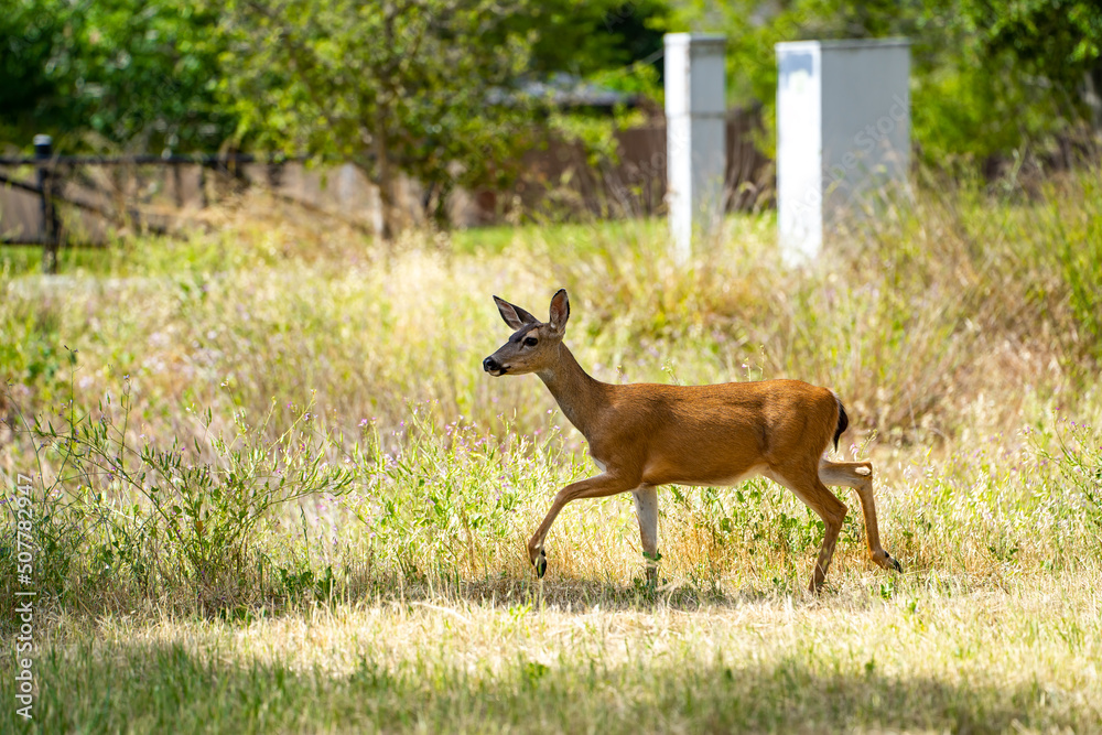 California Mule Deer (Odocoileus hemionus californicus) walking in the field. Beautiful deer in its natural habitat. California Mule Deer (Odocoileus hemionus californicus) walking in the field. Beautiful deer in its natural habitat.