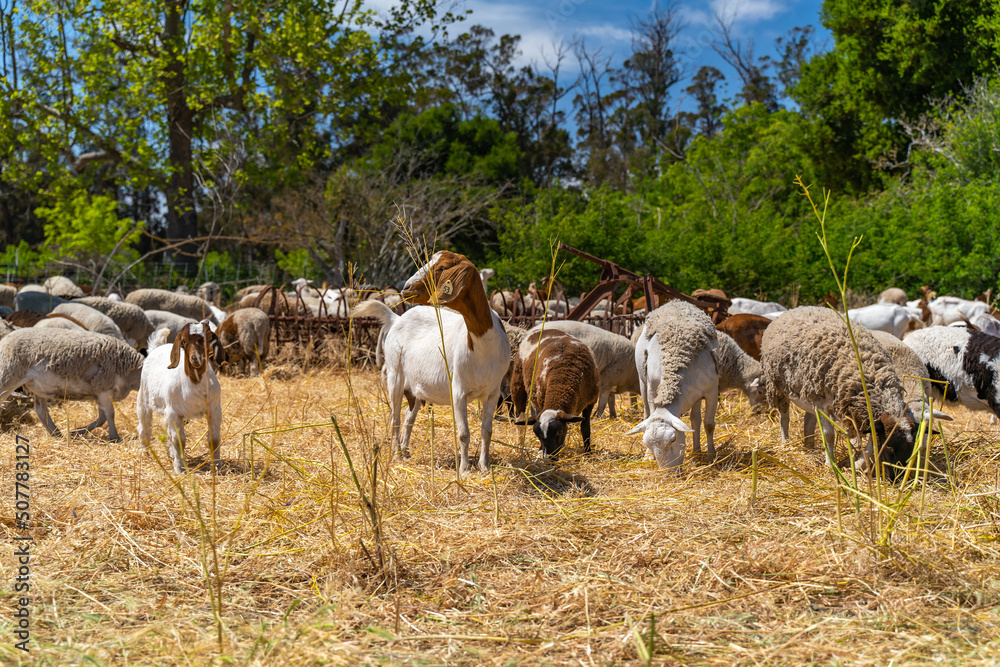 Herd of goats and sheep graze on the farm.	