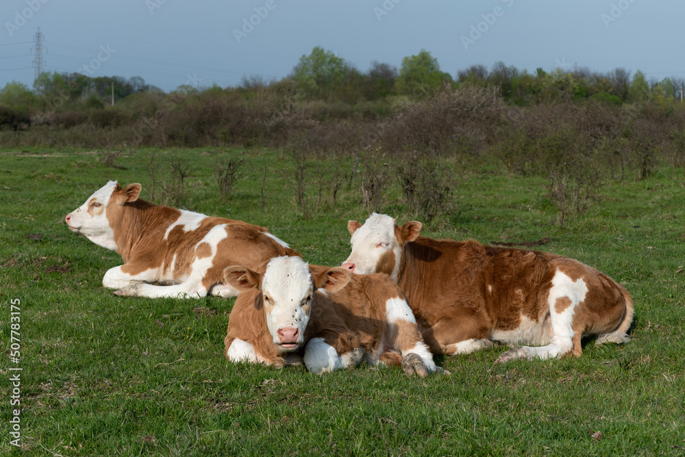 Calves resting in field close up, domestic animal cubs with orange and white hair laying down on grass in pasture during sunny day