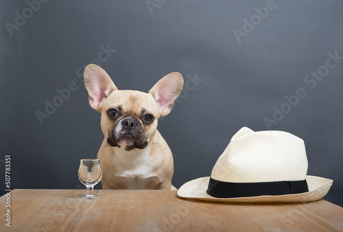 Purebred french bulldog dog with funny black muzzle with nostalgia in its big eyes sits posing on a structure wooden craft table with cool glass of vodka near a white classic hat  © Sergei