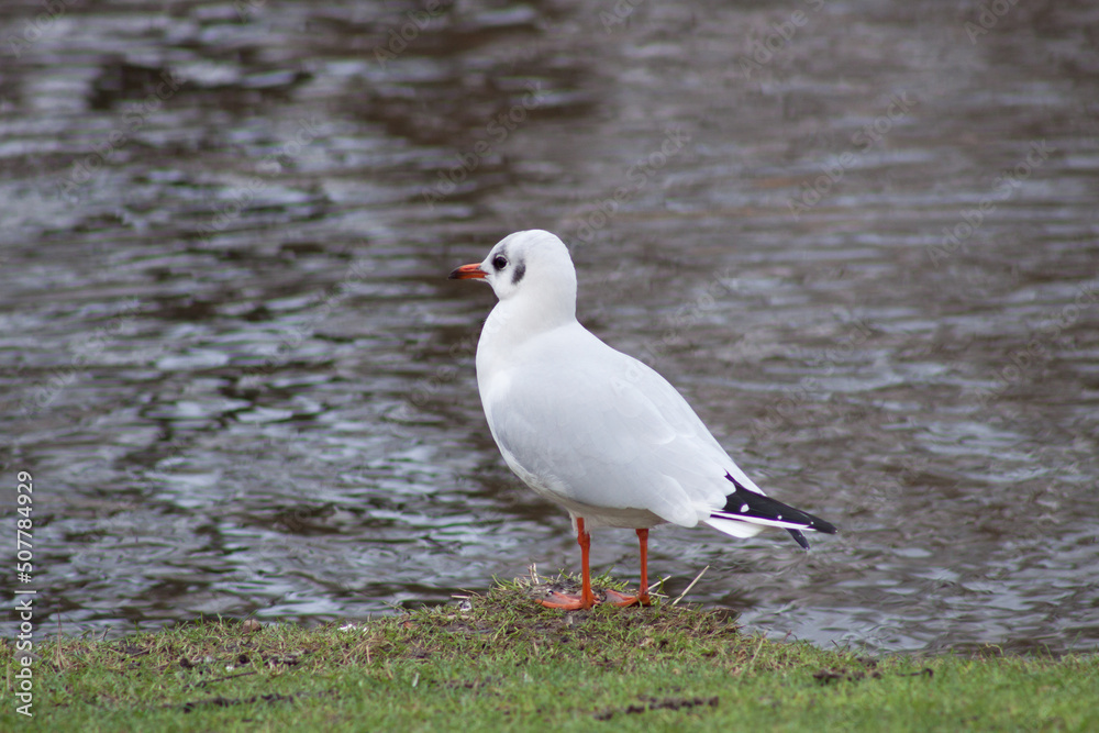 Naklejka premium Seagull on the embankment