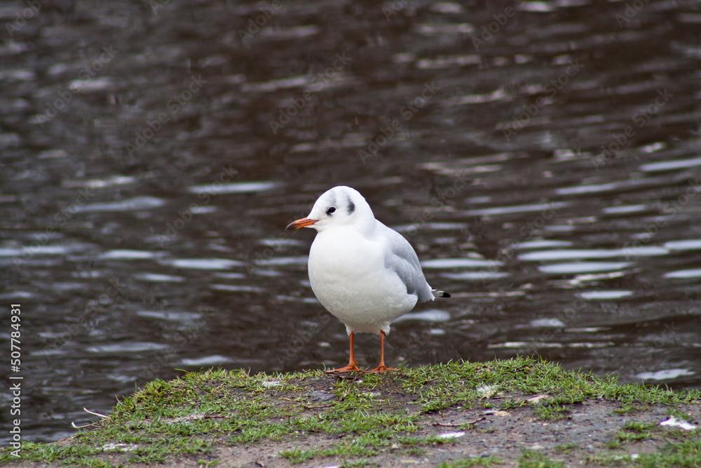 Fototapeta premium Seagull