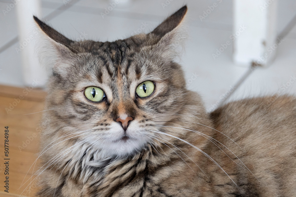 Cat looks like an owl