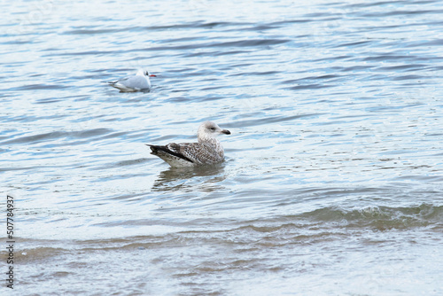 European heering Gull