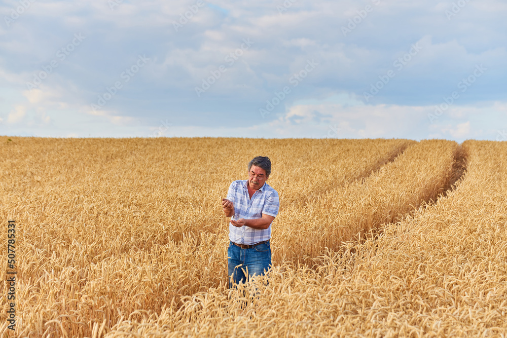 Happy farmer proudly standing in wheat field. Agronomist wearing corporate uniform, looking at camera on farmland. Happy farmer proudly standing in wheat field. Agronomist wearing corporate uniform, looking at camera on farmland.