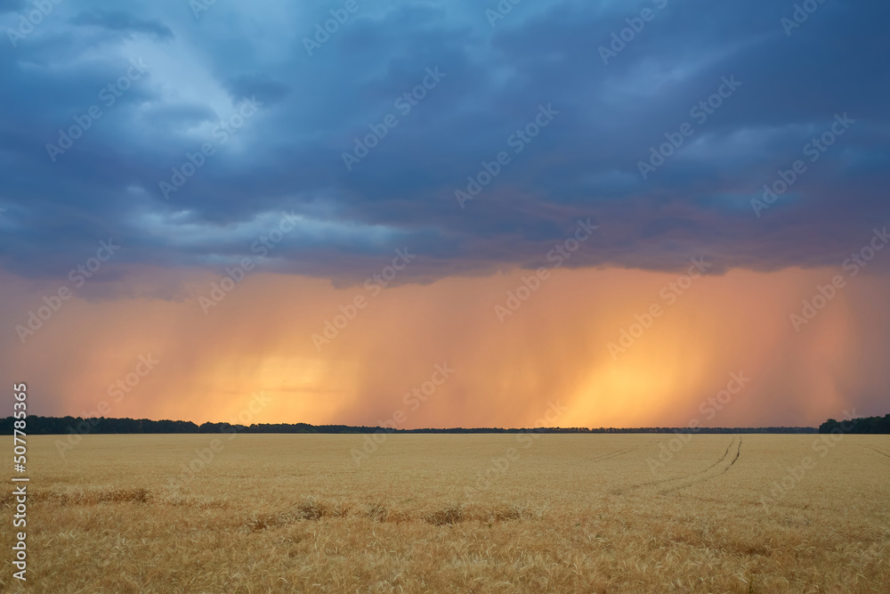 Yellow grain ready for harvest growing in a field