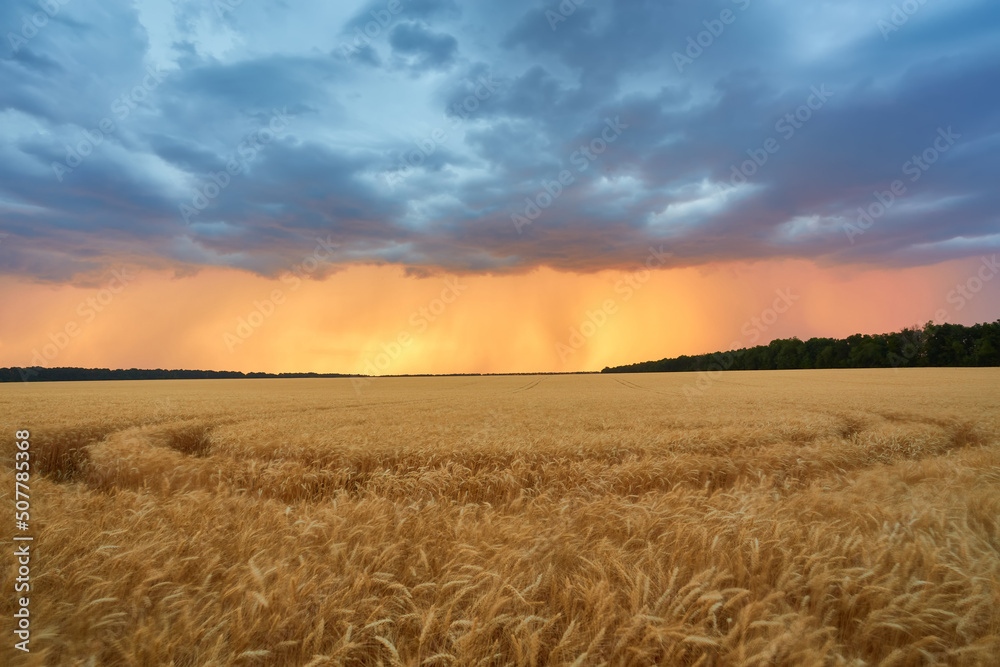 Obraz premium Yellow grain ready for harvest growing in a field