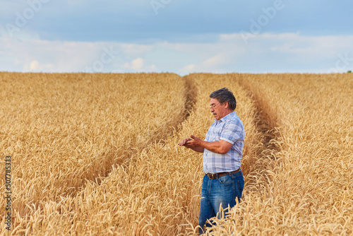 Happy farmer proudly standing in wheat field. Agronomist wearing corporate uniform, looking at camera on farmland. © Ryzhkov Oleksandr