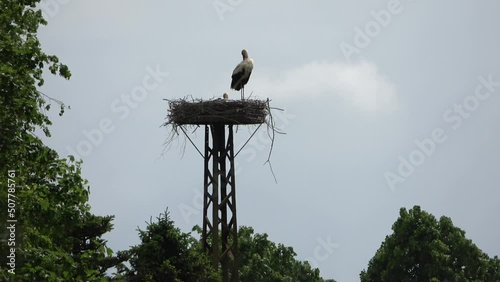 White storks on a nest with heat flickering in the air.
