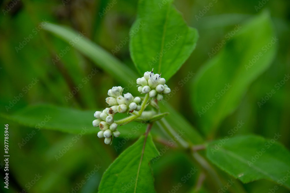 White flowers of the tree Ageratum conyzoides White flowers of the tree Ageratum conyzoides
