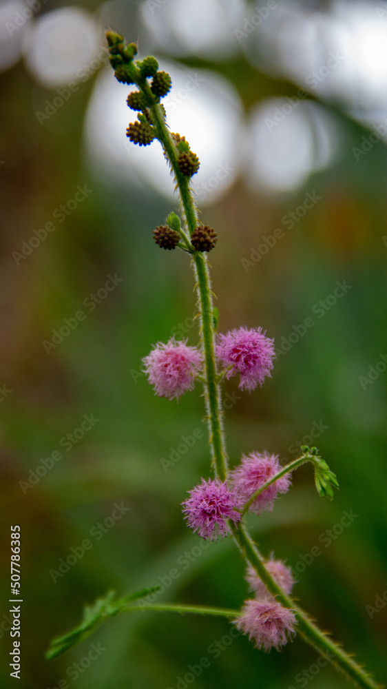 Close-up of the pink Mimosa pudica flower