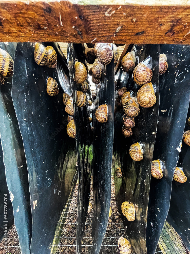 Reproduction table for snail habitation, many slugs on special shelves