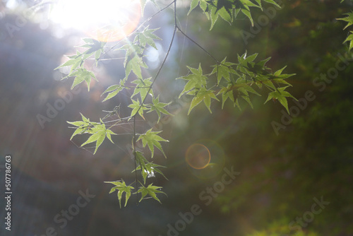 sun rays through the forest © 상만 배