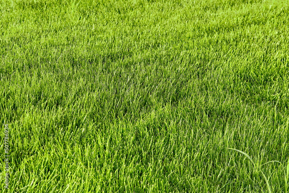 Template of fresh green lawn grass in the park close-up perspective view Template of fresh green lawn grass in the park close-up perspective view