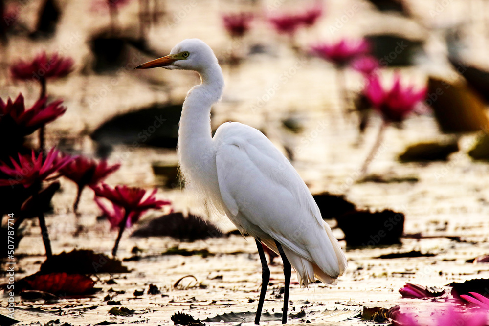 The heron on the lotus field