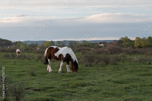 Side view of horse while graze in pasture, adult mare in brown and white color during spring evening