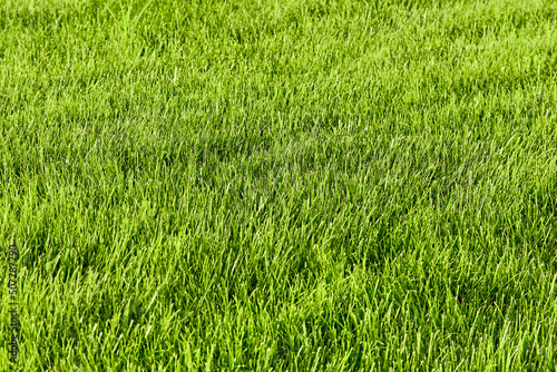 Template of fresh green lawn grass in the park close-up ,selective focus, perspective view