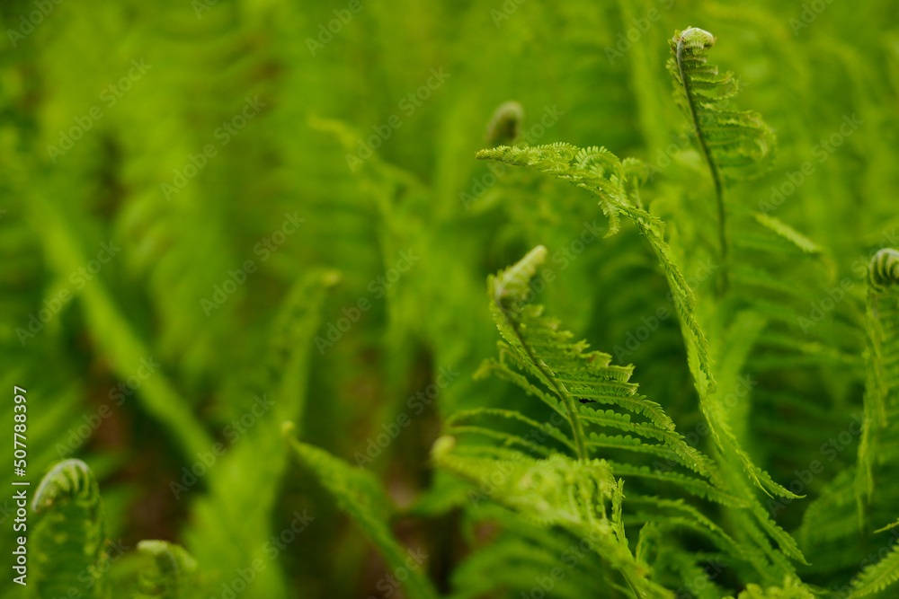 Fern leaves. Green leaves and forest ferns, soft focus, blurred background. Green modern background in eco style