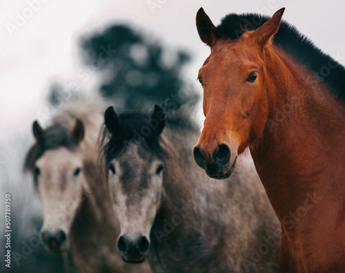 portrait of three horses in the field  looking at camera