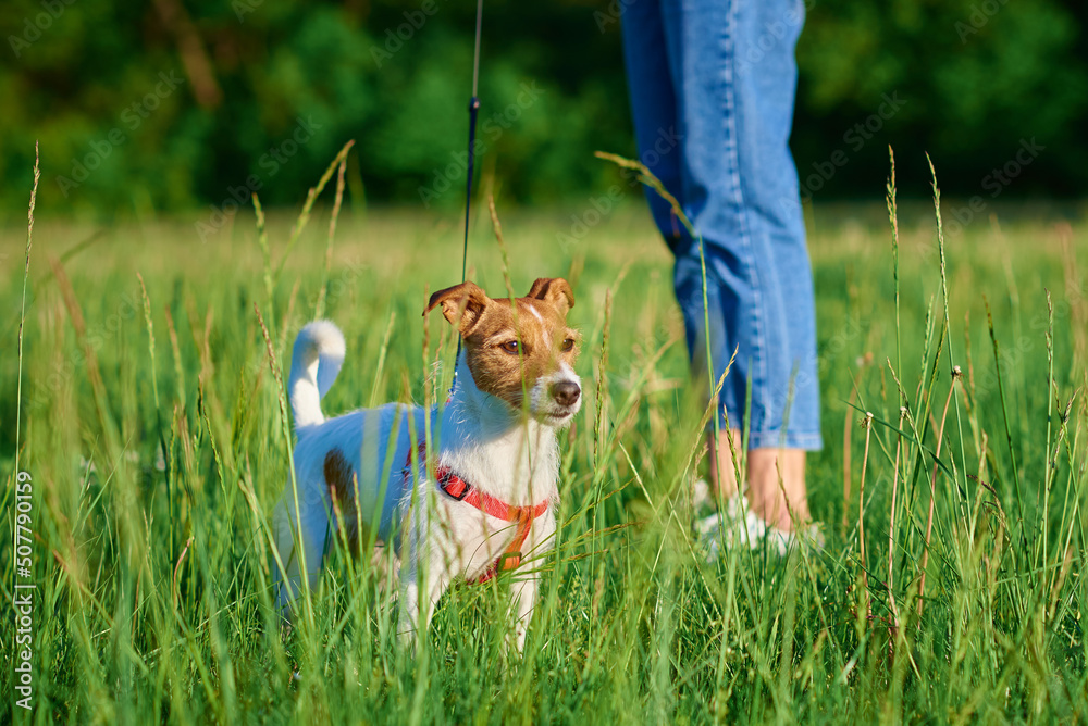 do you need a license for dog walking