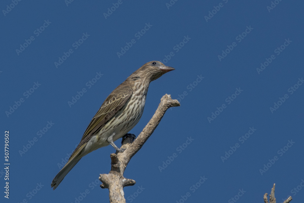 Australian Figbird in Queensland Australia Australian Figbird in Queensland Australia
