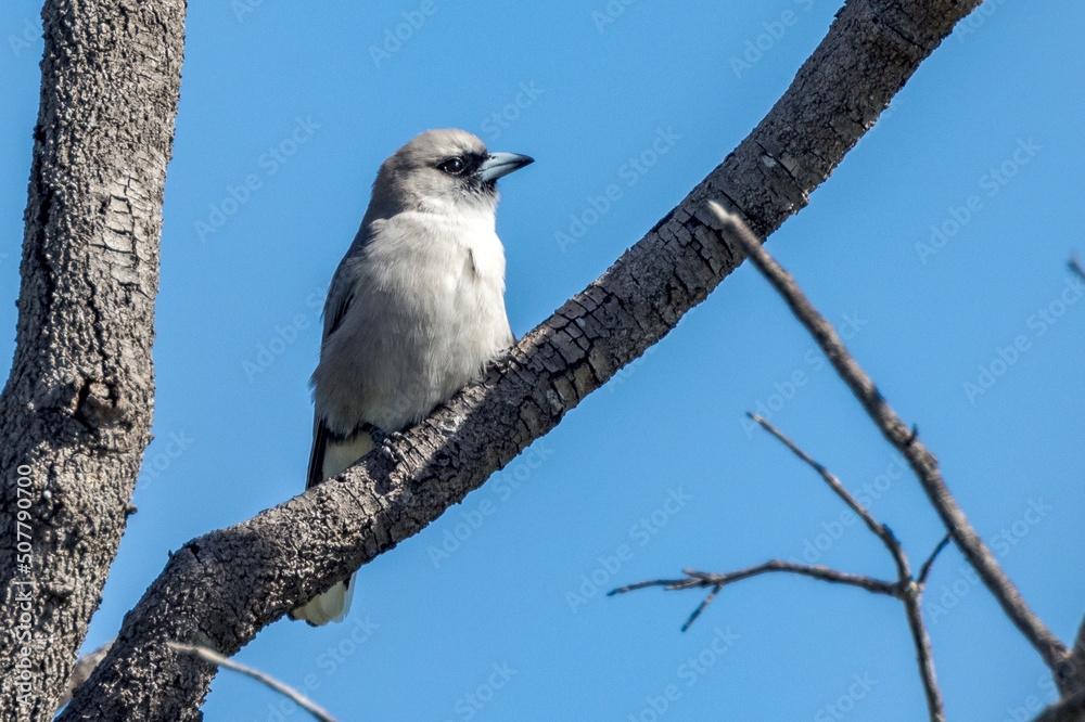 Black-faced Woodswallow in Queensland Australia Black-faced Woodswallow in Queensland Australia
