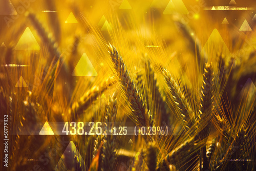 Fényképezés Wheat commodity price increase