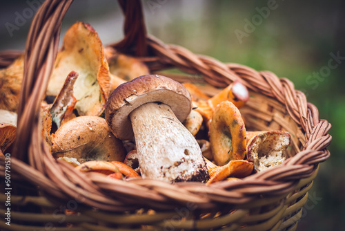 Beautiful mushrooms in the basket.