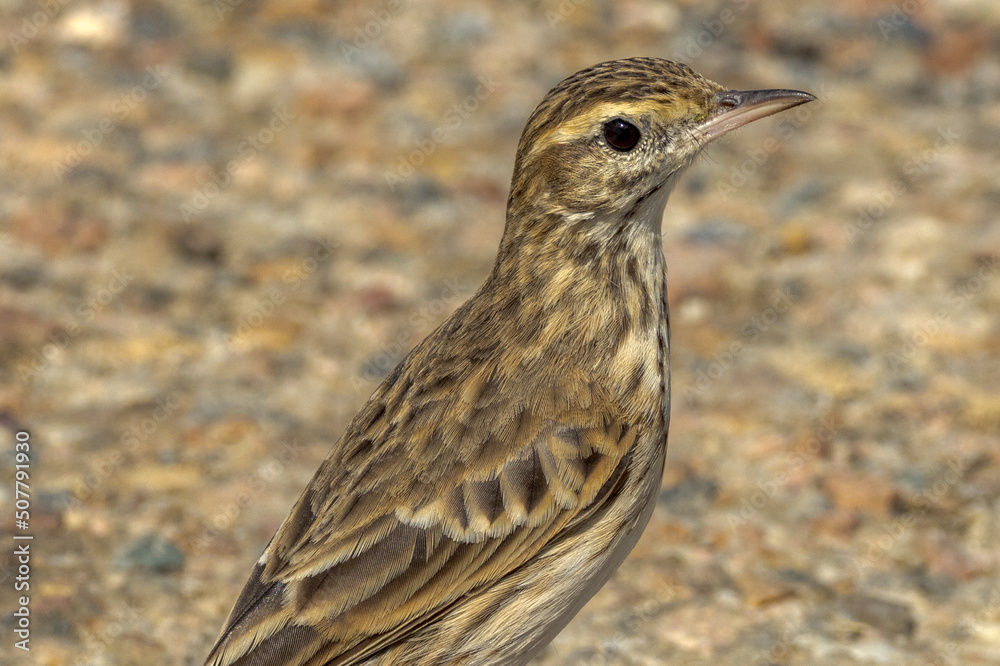 Australasian Pipit in Queensland Australia Australasian Pipit in Queensland Australia