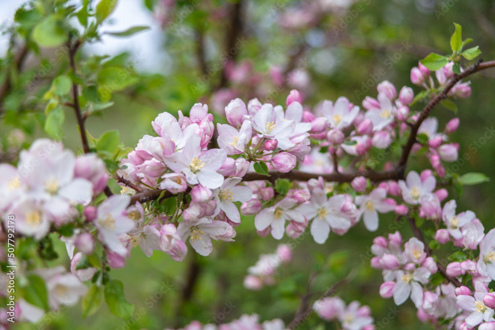 Beautiful spring cherry. in pastel pink and white tones. Sakura. Small depth of field. Close-up of flowering branches of pink cherry, Japanese cherry tree in spring. Spring landscape of Japan. Beautiful spring cherry. in pastel pink and white tones. Sakura. Small depth of field. Close-up of flowering branches of pink cherry, Japanese cherry tree in spring. Spring landscape of Japan.