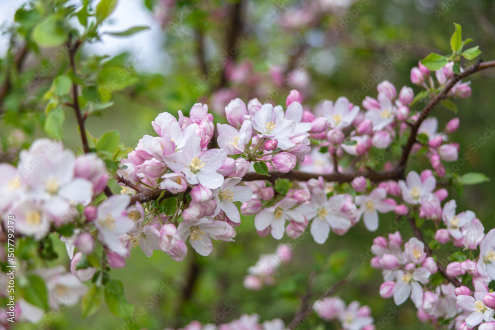 Beautiful spring cherry. in pastel pink and white tones. Sakura. Small depth of field. Close-up of flowering branches of pink cherry, Japanese cherry tree in spring. Spring landscape of Japan.