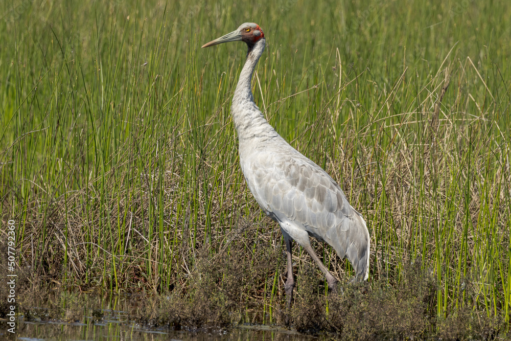 Fototapeta premium Brolga Crane in Queensland Australia
