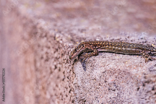 Brown Sand Lizard  Lacerta agilis Linnaeus .