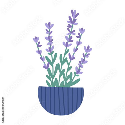 Cute blooming lavender in pot, flat vector illustration isolated on white background. Spring flowers in bloom. Potted house plant. Hand drawn home interior element.