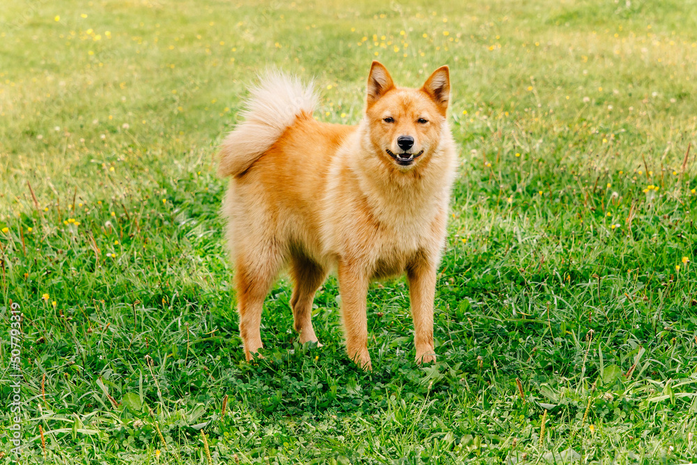 Karelian Bear Dog. Pet. Red-haired dog. Finnish Spitz. Background green glade and grass. Hunting, service Karelo-Finnish nimble dog Karelian Bear Dog. Pet. Red-haired dog. Finnish Spitz. Background green glade and grass. Hunting, service Karelo-Finnish nimble dog