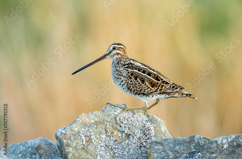 Εκτύπωση καμβά Close up of a snipe at sunrise