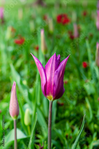 Purple tulip flower garden in spring. Pink tulips blooming flowers on flowerbed © Golden_hind
