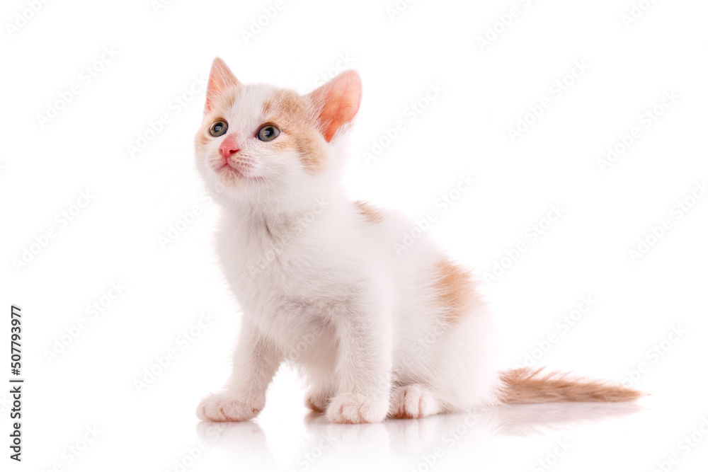 White and red kitten in the studio on a white background.