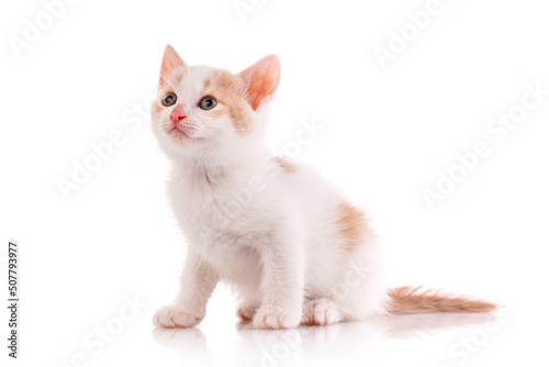 White and red kitten in the studio on a white background.