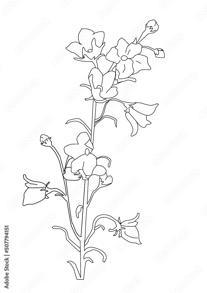 Fototapeta premium flower, bellflower
