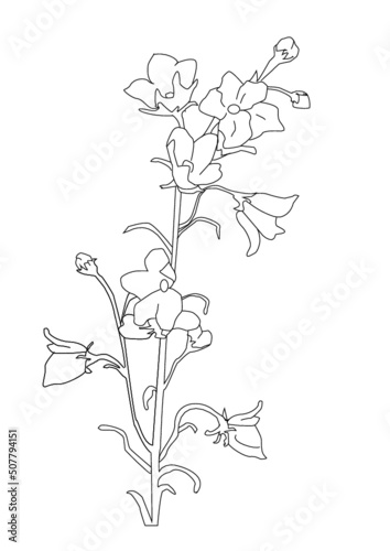 flower, bellflower