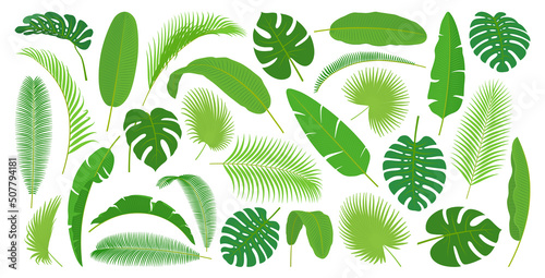Monstera and palm tree leaves, exotic foliage of caribbean or hawaiian beach, summer spring rainforest decoration. Flora design element, green rainforest leaf, indonesia bush, holiday vacation plant