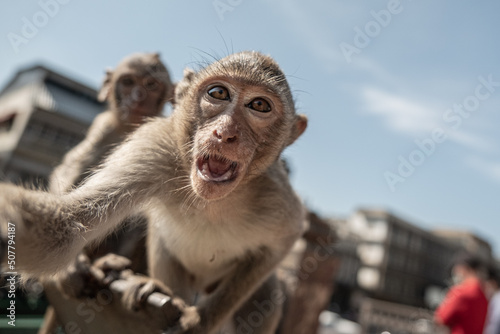 Photography THAILAND - MONKEY BUFFET FESTIVAL - 2021