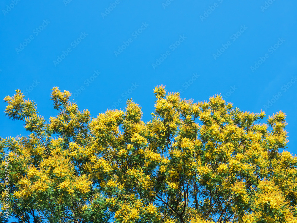 A mimosa tree with blooming bright yellow flowers against a blue sky. Spring fragrant flowers. A mimosa tree with blooming bright yellow flowers against a blue sky. Spring fragrant flowers.