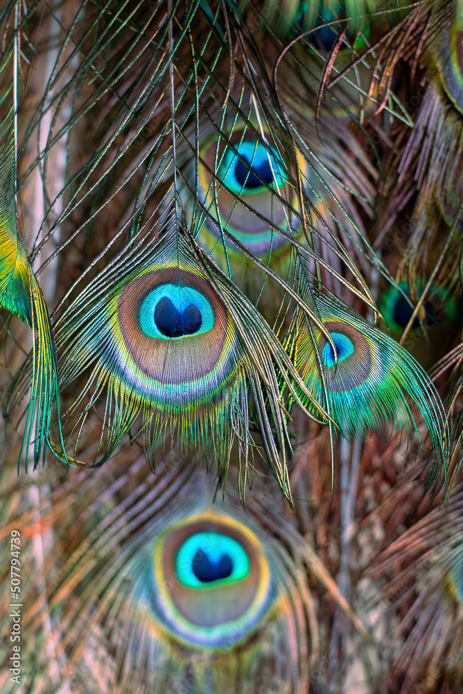 Fototapeta premium Peacock feather close up