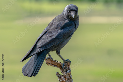 Jackdaw