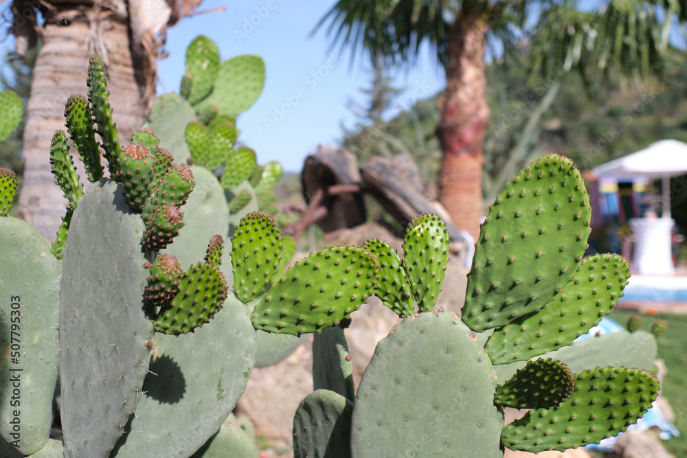 Prickly pear - Opuntia ficus-indica Prickly pear - Opuntia ficus-indica